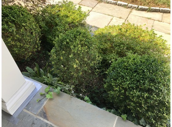 A Trio Of Boxwoods - Buyer Does The Digging