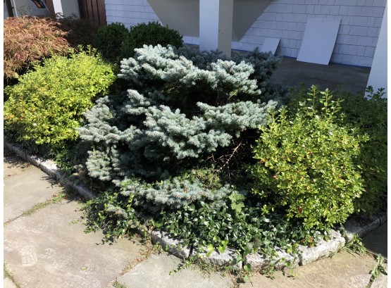 A Pairing Of Plants - Dwarf Blue Spruce Shrub And An Azalea