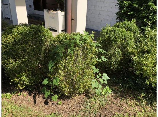 A Set Of 3 Boxwoods - Buyer Does The Digging