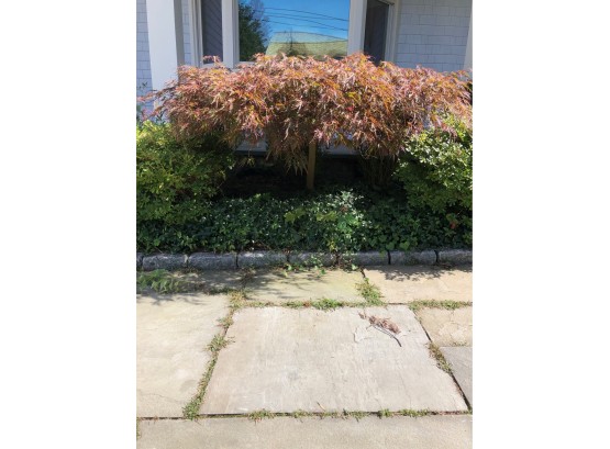 A Dwarf Japanese Maple - Buyer Does The Digging