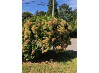 A Set Of Three Hydrangea Trees - Buyer Does The Digging