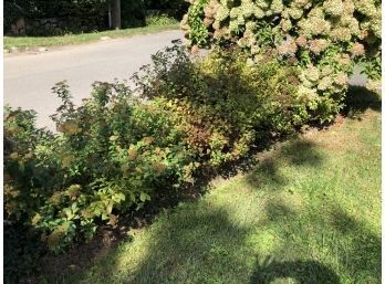 A Trio Of Summer Blooming Spirea - Buyer Does The Digging