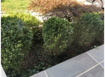 A Trio Of Boxwoods (2 Of 2)- Buyer Does The Digging