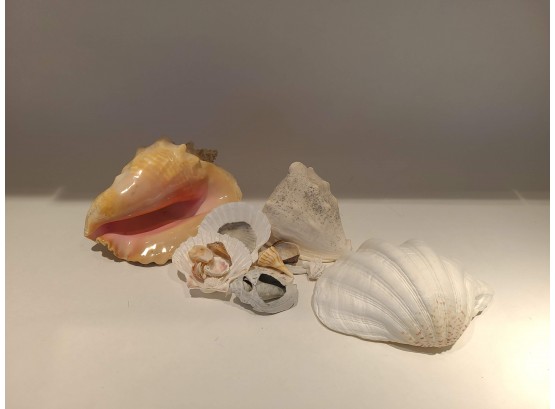 Variety Of Seashells And Conch