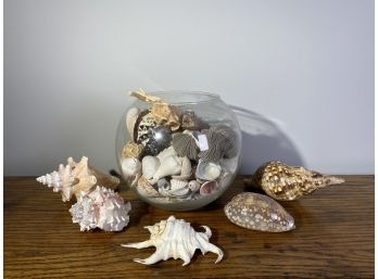 Exotic Seashell Collection In Decorative Glass Globe