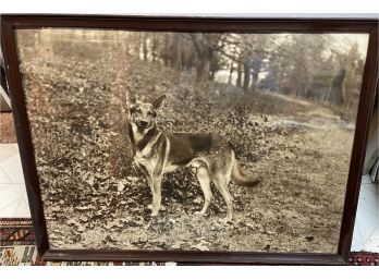 Large 29x22 Vintage Original Photo 1930s Of A  Handsome  German  Shepherd.