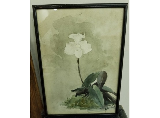 Watercolor Of Orchid Signed By Sylvia Such