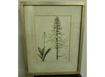 Calanthe Veratrifolia Print