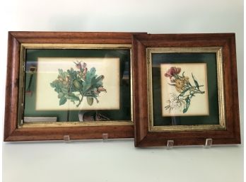 A Pair Of Antique Rustic Framed And Matted Botanical Prints