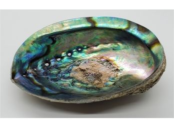 Beautiful Abalone Shell