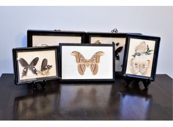 Framed Moth Specimens