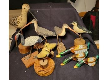 Collection Of Birds