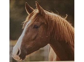 Photograph Print Of A Horse