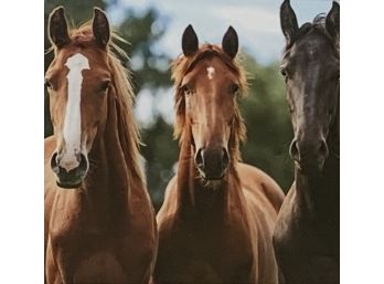 Photograph Print Of Three Horses