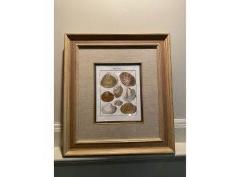 A Framed Hand-Colored German Copper Plate Shells Engravings Circa 1760 Artist Martini