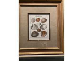 A Framed Hand-Colored German Copper Plate Shells Engravings Circa 1760 Artist Martini