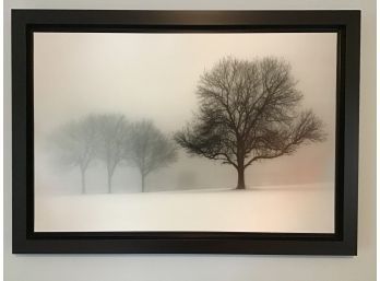 Framed Black/ White Photo Of Winter Trees, Black Frame 41 X 29