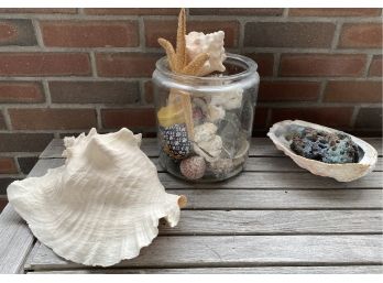 Shells And More