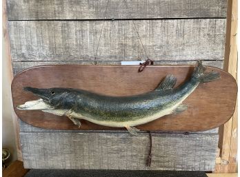 Antique Taxidermy Pike From Highland Lake