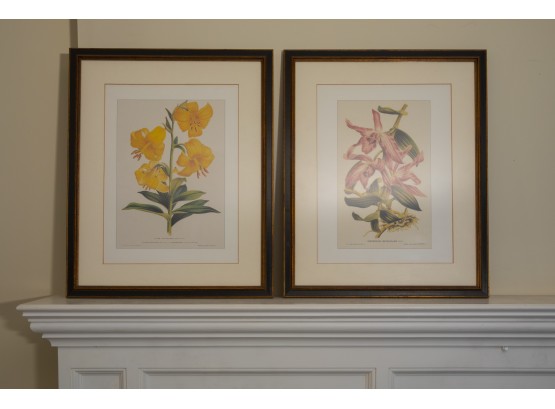 Pair Of Beautiful Framed Botanical Prints