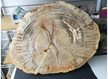 49 LB , 25 Inches X 20 Inches ,Petrified Wood Slab