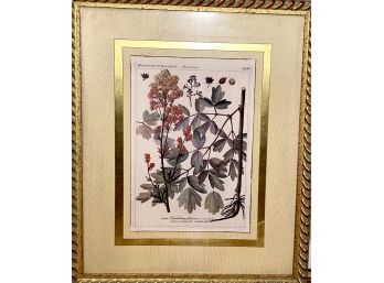 Framed Botanical Engraving By Besler