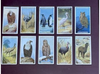 Framed Natural History Collectible Tobacco Cards Of Birds