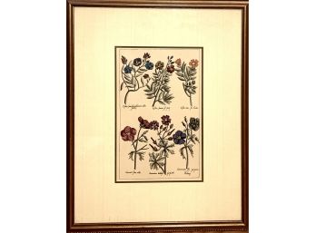 Framed Hand Colored Etching Print Of Wild Flower Botanicals