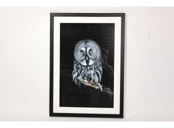 Great Grey Owl Color Photographic Print
