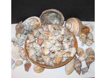 Amazing Collection Of  Shells