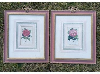 A Pair Of Framed Botanical Prints In Ornate, Ribboned Frames