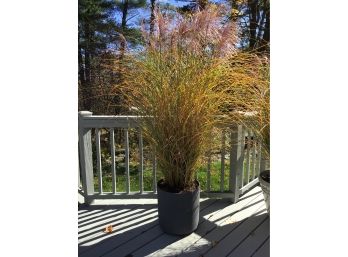 High Grass  In Large Gray  Planter