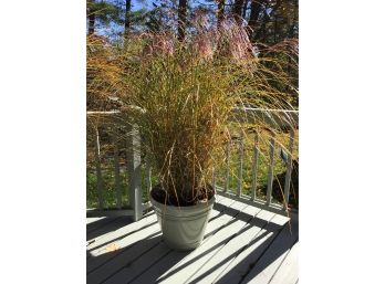 High Grass In Large Green  Planter
