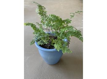 Beautiful Plant With Blue Planter