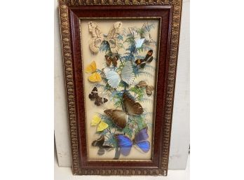 Fabulous MCM . Butterfly Collection Framed Under Bubble Glass 14x23