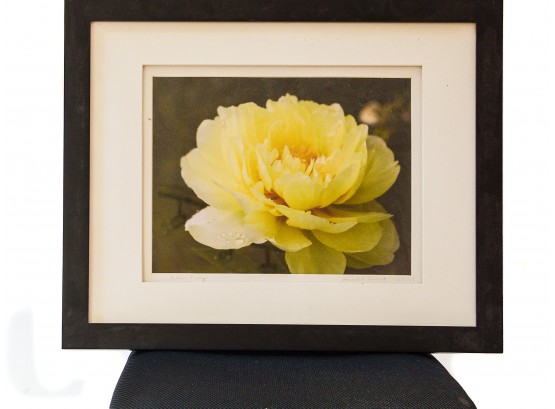 Framed And Signed 'Yellow Peony' Photograph By  Howard L Vincent Native VT Landscape Photographer