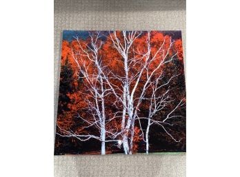 'Red Tree 3of9' Signed Stanley Jaffee Original Photograph 30x30' Printed On Aluminum