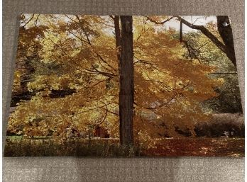 'Tanglewood Yellow Tree' Stanley Jaffee Original Photograph 24x36' Printed On Aluminum