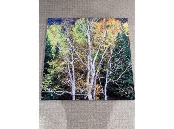 'Yellow Tree 3of9' Signed Stanley Jaffee Original Photograph 30x30' Printed On Aluminum