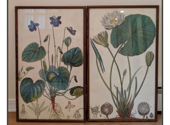Two Vintage Framed Botanical Lithographs