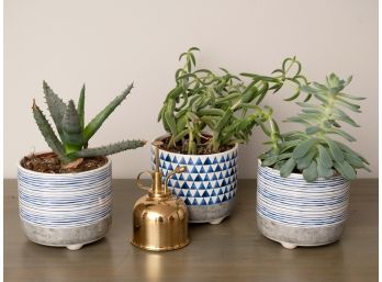 Three Succulent Plants In Blue & White Planters With Brass Mister