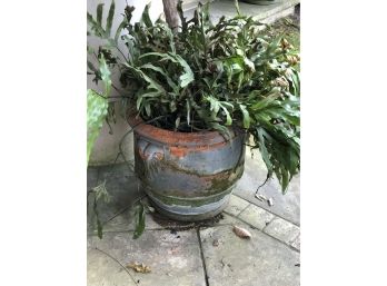 Fantastic Vintage Terracotta Planter WITH Plant Included - Great Patina Beautiful Weathered & Mossy Finish (A)