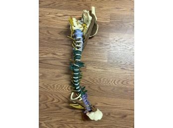 Medical Grade Human Vertebrae Spine Model