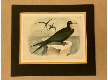 Studer's Ornithology, The Birds Of North America, Plate XLIII