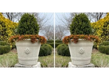 A Pair Of Large Cast Stone Urns By Campania With Live Boxwoods And More Plants