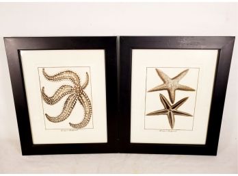 Pair Of Handsome Antique Framed Black & White Starfish Stone Engravings