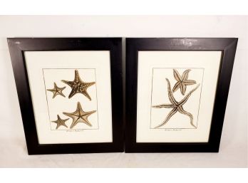 Pair Of Handsome Antique Framed Black & White Starfish Stone Engravings  - Lot B