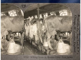 Vintage  Photo Of A 'Modern' Milking Machines At Plainsboro New Jersey Old Stereo Card