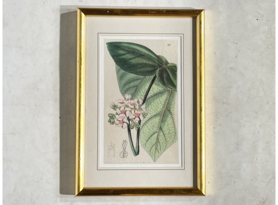 An Antique Botanical Print
