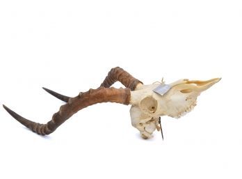African Taxidermy Impala Skull